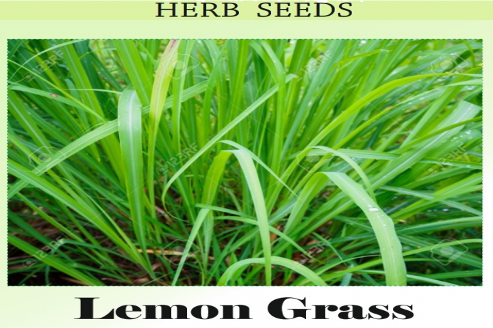 fresh green lemon grass plant 